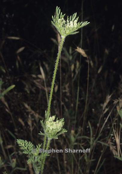 daucus pusilus 2 graphic